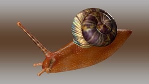 3d model of snail gastropod