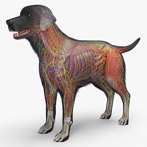 3D Full Dog Female Anatomy Static - Hair Cards