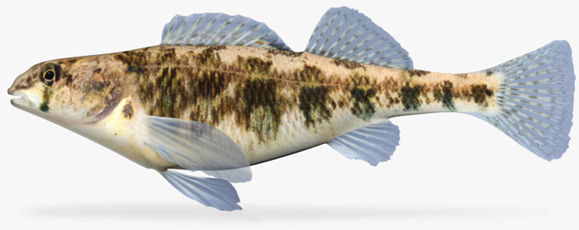 3d model etheostoma luteovinctum redband darter