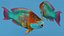 Tropical Parrotfish Rigged for Cinema 4D