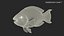 Tropical Parrotfish Rigged for Cinema 4D
