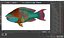 Tropical Parrotfish Rigged for Cinema 4D