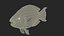 Tropical Parrotfish Rigged for Cinema 4D