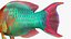 Tropical Parrotfish Rigged for Cinema 4D