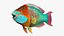 Tropical Parrotfish Rigged for Cinema 4D