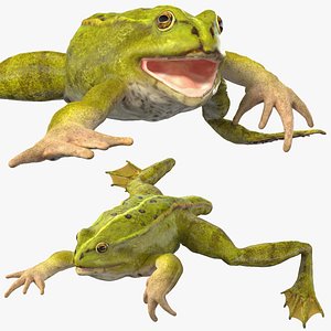 Frog Metamorph 3D Models for Download | TurboSquid