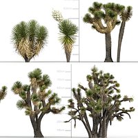 Yucca decipiens - Palma China 02 3D model