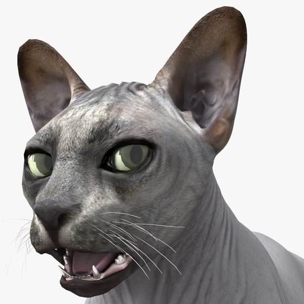 sphynx cat solid color 3D model