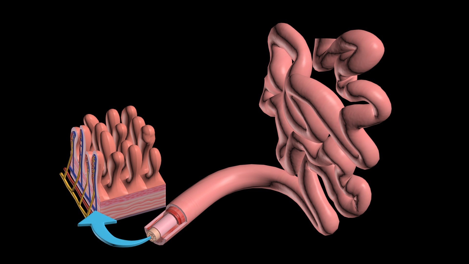 Small Intestine Model 3D Model - TurboSquid 1989921