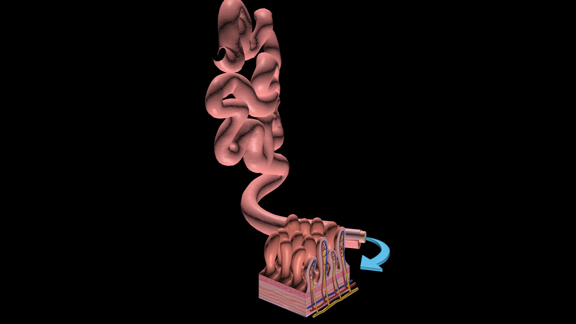 Small Intestine Model 3D Model - TurboSquid 1989921