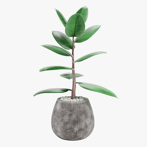 3D Ficus in Pot 1 model