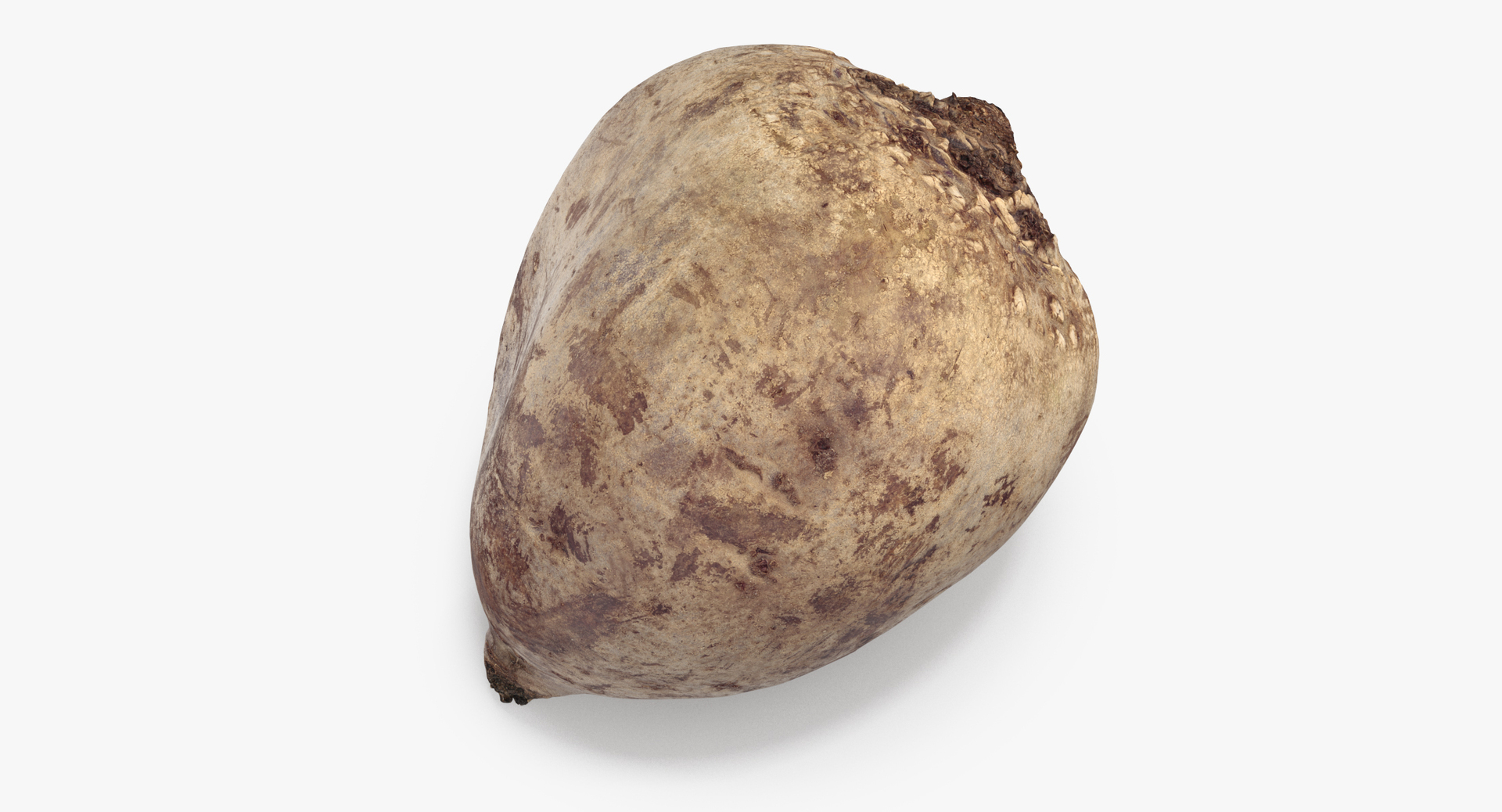 beetroot beet root model https://p.turbosquid.com/ts-thumb/1f/h83fSd/g1xuivSp/0000/jpg/1571063192/1920x1080/turn_fit_q99/ed42dece0163be978e2768f5f4438caf96da61c8/0000-1.jpg