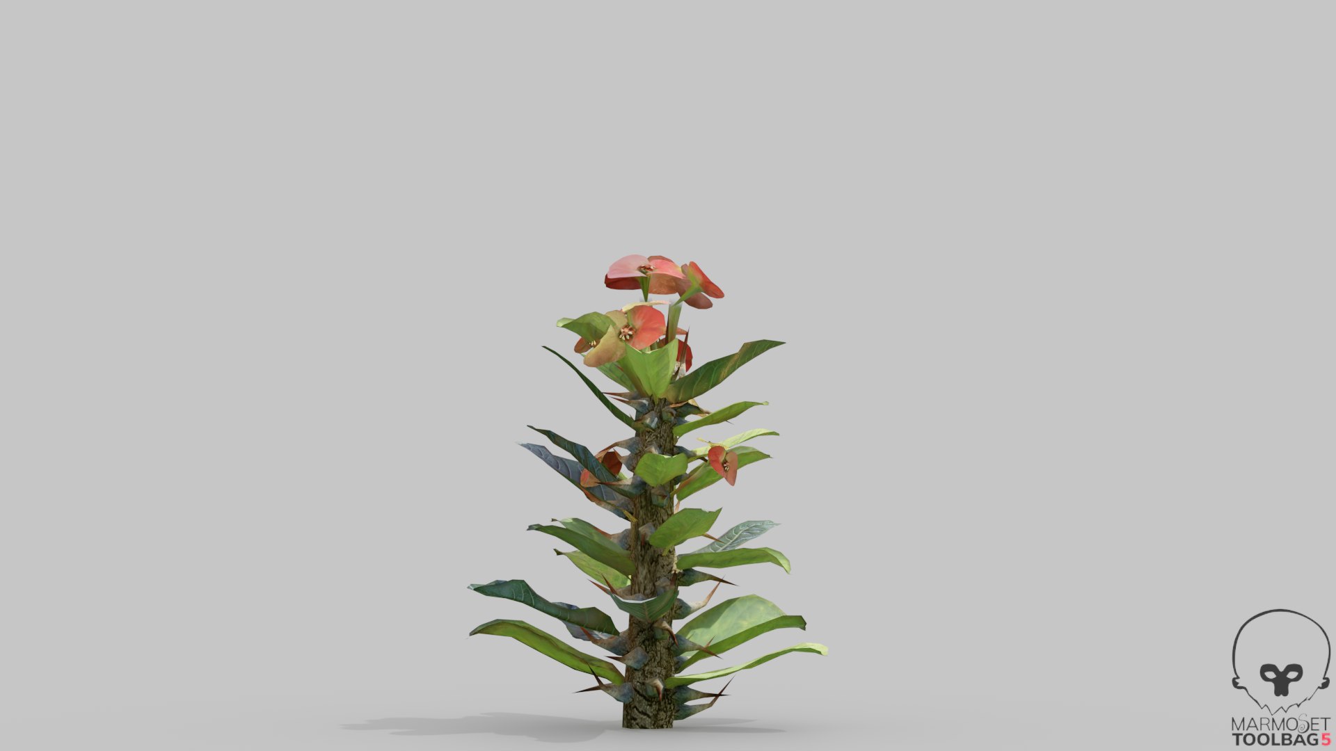 3D EuphorbiaMilii crown-of-thorns Low-poly 3D model model https://p.turbosquid.com/ts-thumb/1f/kiUzDj/1C/euphorbiamiliia_veiw_4/png/1765356744/1920x1080/fit_q87/0e3ab3113c3fdb564ebc33a0567e1c2ce46c2947/euphorbiamiliia_veiw_4.jpg