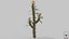 Euphorbia Milii (couronne d'épines) - Modèle 3D low-poly