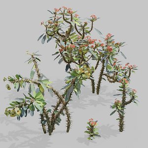 3D EuphorbiaMilii crown-of-thorns Low-poly 3D model model