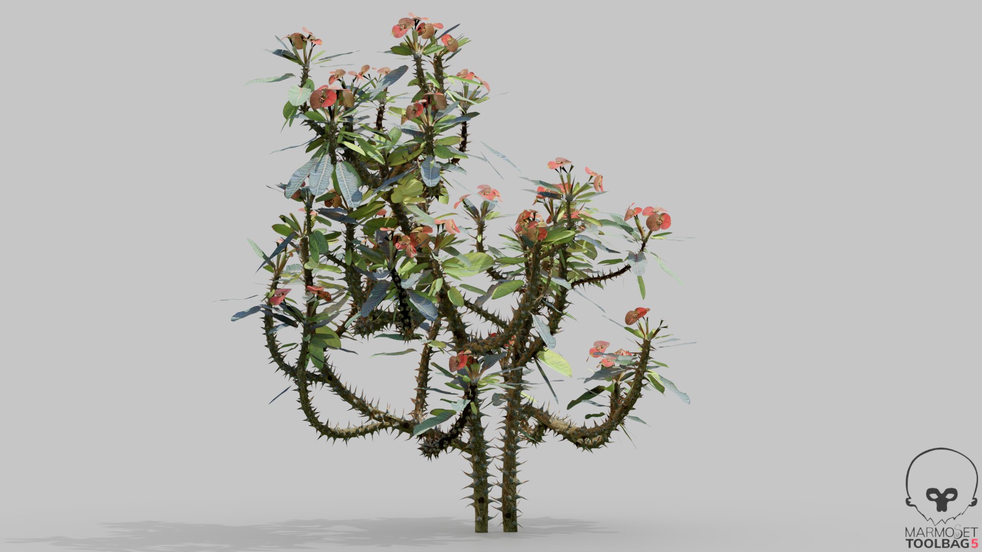 3D EuphorbiaMilii crown-of-thorns Low-poly 3D model model https://p.turbosquid.com/ts-thumb/1f/kiUzDj/iC/euphorbiamiliid_veiw_4/png/1765356730/1920x1080/fit_q87/ec2a7ac4b098e6536756fb9a24a03c251c147e6f/euphorbiamiliid_veiw_4.jpg