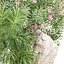Gartenpflanzen-Set 515, 3D-Pflanzenmodell