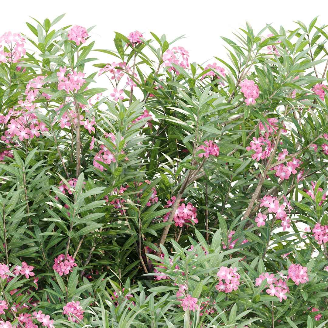 3D model Outdoor Plants for Garden Set 515 3D Plant Model https://p.turbosquid.com/ts-thumb/1f/qgkNco/ft/3/jpg/1784200073/1920x1080/fit_q87/05b81ee764e4c1e75c2b4571fd4538df063f219f/3.jpg