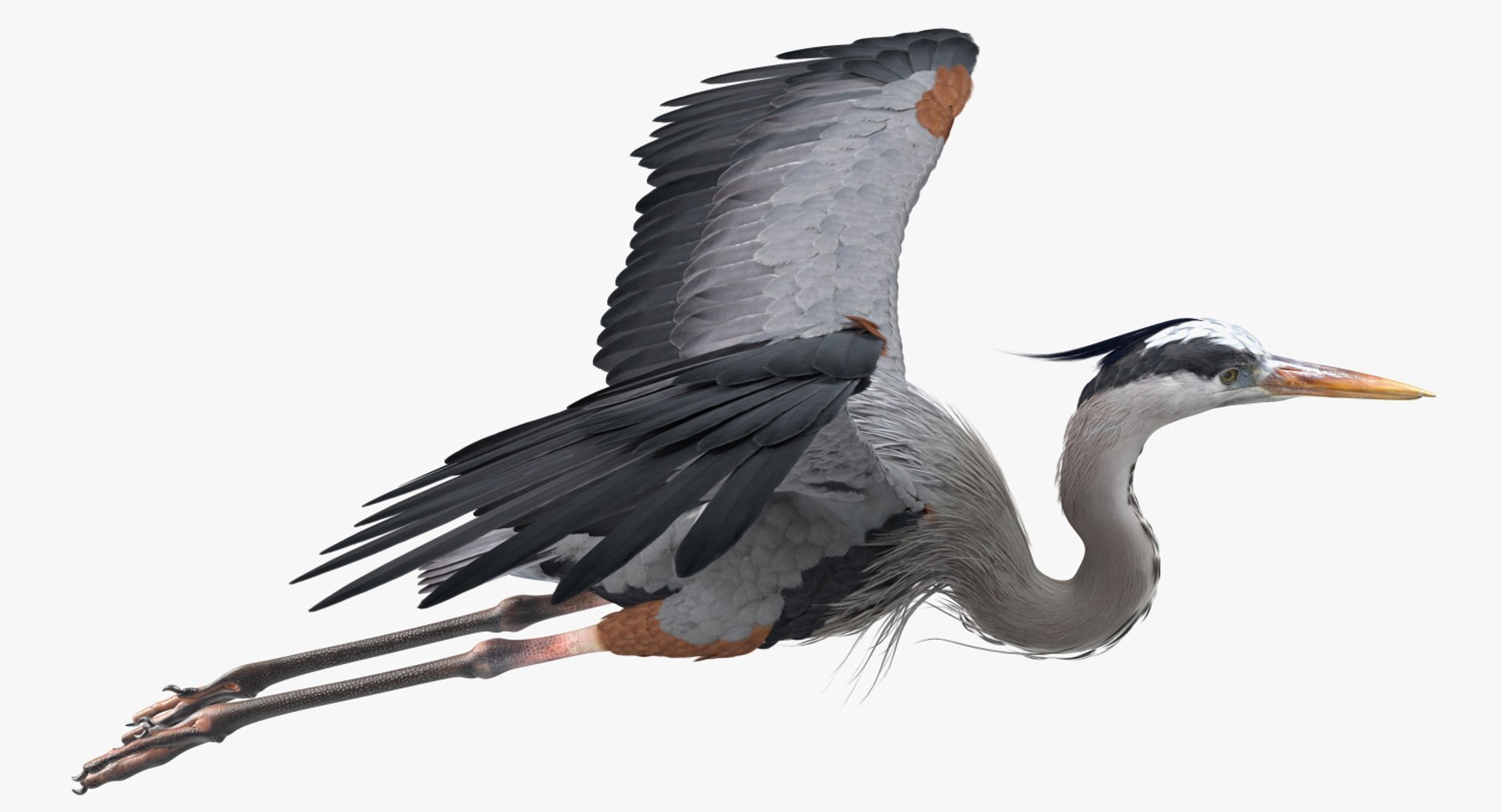 3D Model Great Blue Heron Flight - TurboSquid 1312729