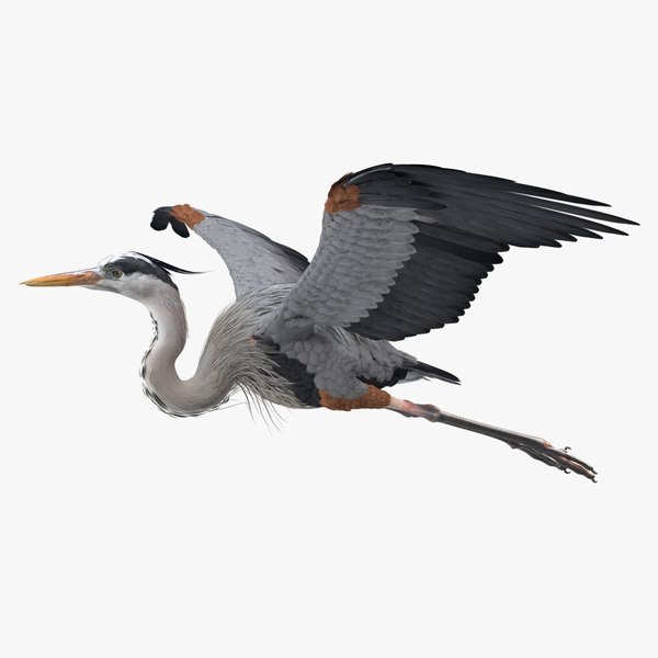 3D model great blue heron flight - TurboSquid 1312729