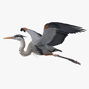 Great Blue Heron in Flight