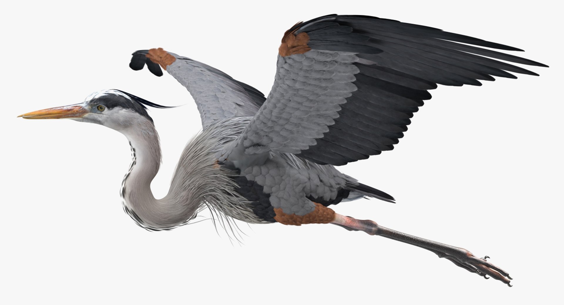 Great Blue Heron in Flight 3D model preview
