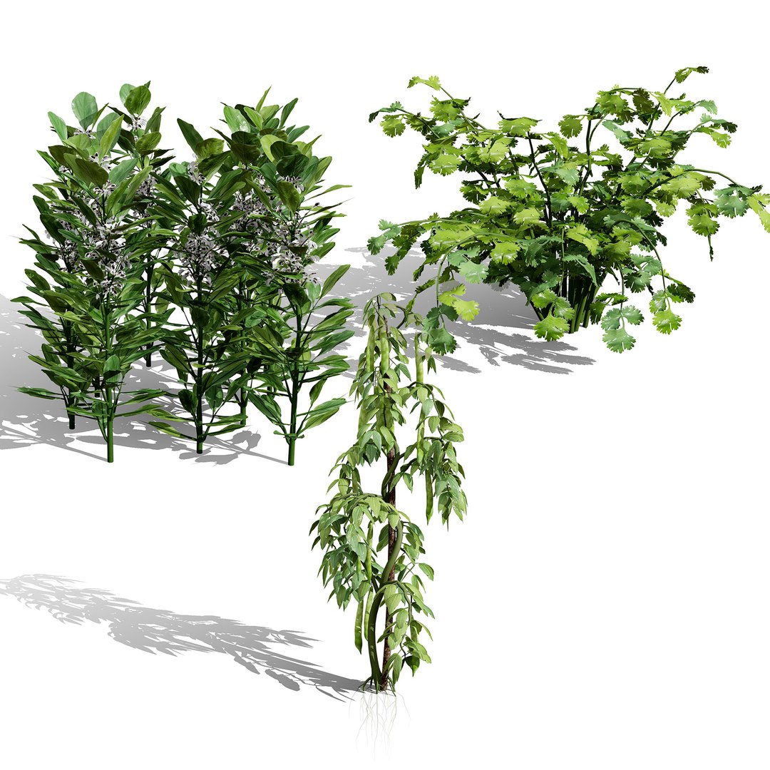 3D Broad Bean Plant Collection 3D Model model https://p.turbosquid.com/ts-thumb/1g/CpXScs/47/zcoverarabianfavabeansbroadbeansvegetableplant/jpg/1771978363/1920x1080/fit_q87/c4241801de1e5f13cc104c68053f22122915db69/zcoverarabianfavabeansbroadbeansvegetableplant.jpg