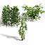 Broad Bean Plant Collection 3D Model
