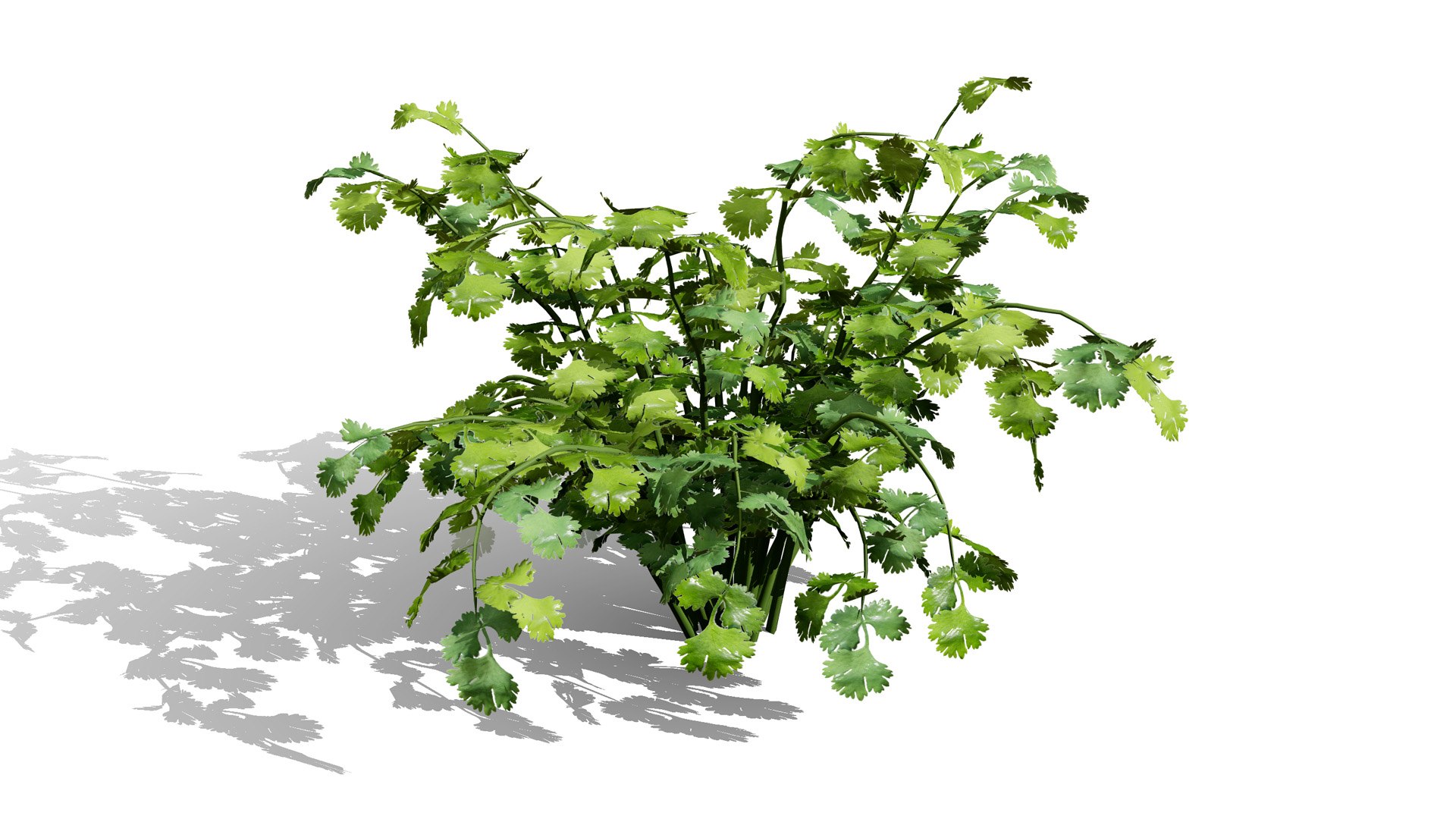 3D Broad Bean Plant Collection 3D Model model https://p.turbosquid.com/ts-thumb/1g/CpXScs/8Z/03coriandercilantrovegetableplant02l/jpg/1771978348/1920x1080/fit_q87/503b0f39a0b2b12bb57d297f91261e07e108279f/03coriandercilantrovegetableplant02l.jpg