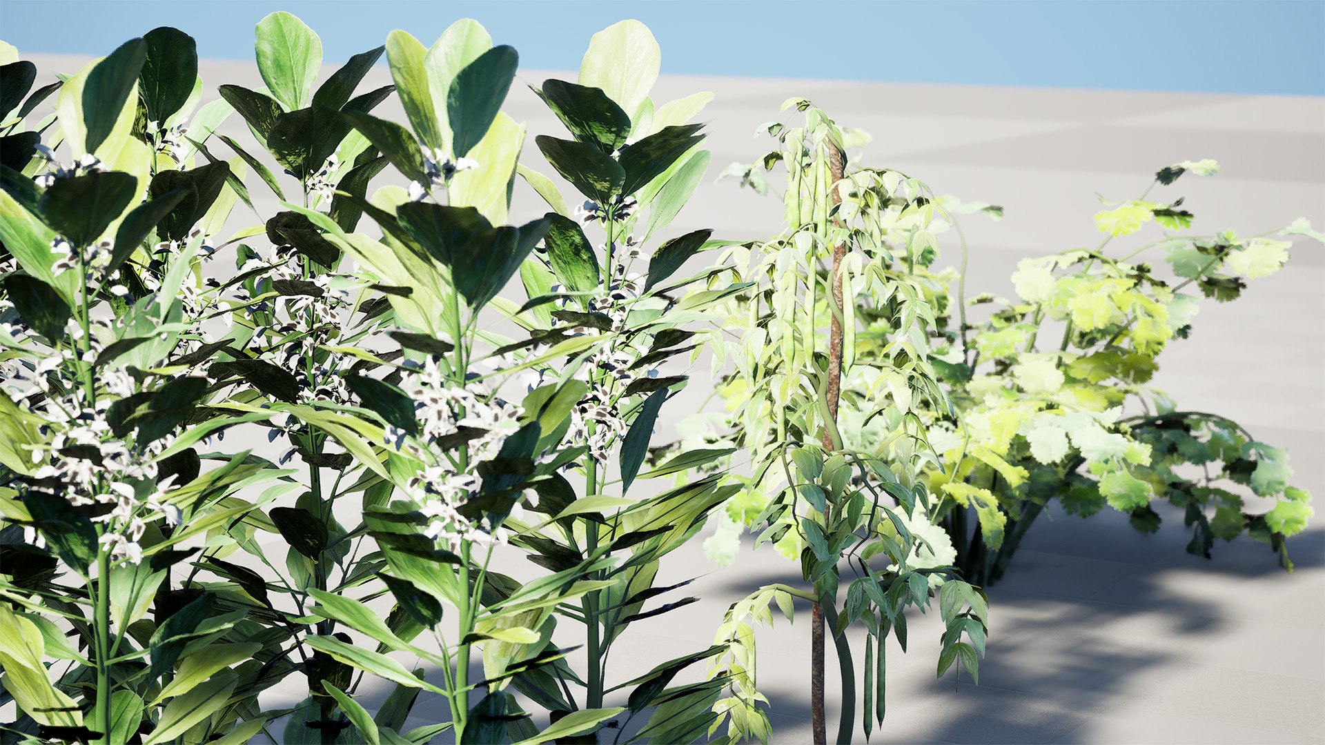 3D Broad Bean Plant Collection 3D Model model https://p.turbosquid.com/ts-thumb/1g/CpXScs/Gq/highresscreenshot00002/jpg/1771978351/1920x1080/fit_q87/ed29e9581579ba4bf32107270d28cc971447117d/highresscreenshot00002.jpg
