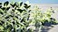 Broad Bean Plant Collection 3D Model