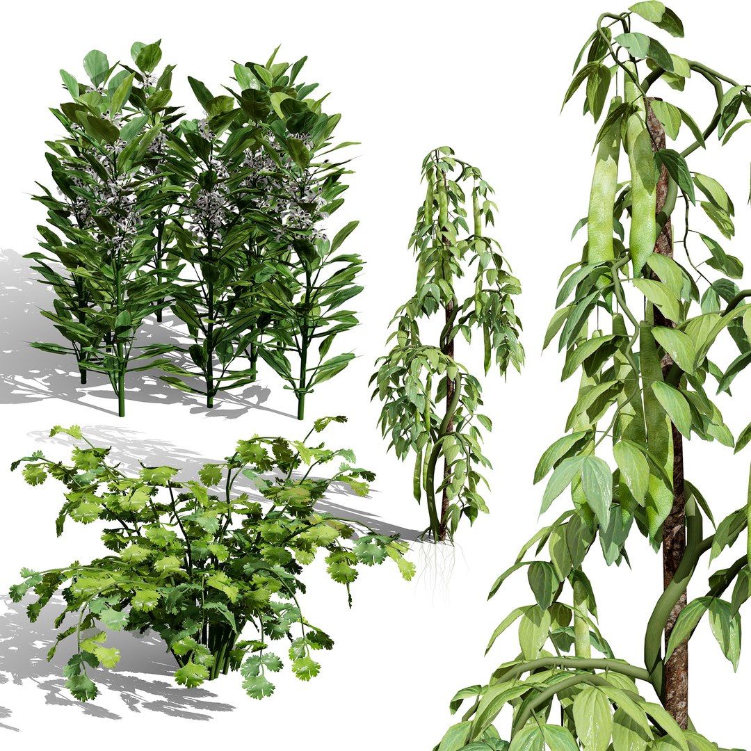 3D Broad Bean Plant Collection 3D Model model https://p.turbosquid.com/ts-thumb/1g/CpXScs/T6/000coverarabianfavabeansbroadbeansvegetableplant021/jpg/1771978347/1920x1080/fit_q87/6924c44f4de7e63a2768572184eb255eef03577b/000coverarabianfavabeansbroadbeansvegetableplant021.jpg