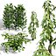 Broad Bean Plant Collection 3D Model