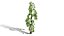 Broad Bean Plant Collection 3D Model