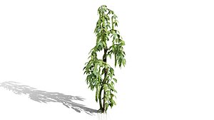Broad Bean Plant Collection 3D Model
