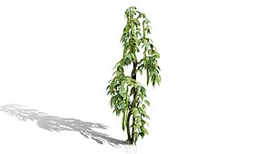 Broad Bean Plant Collection 3D Model