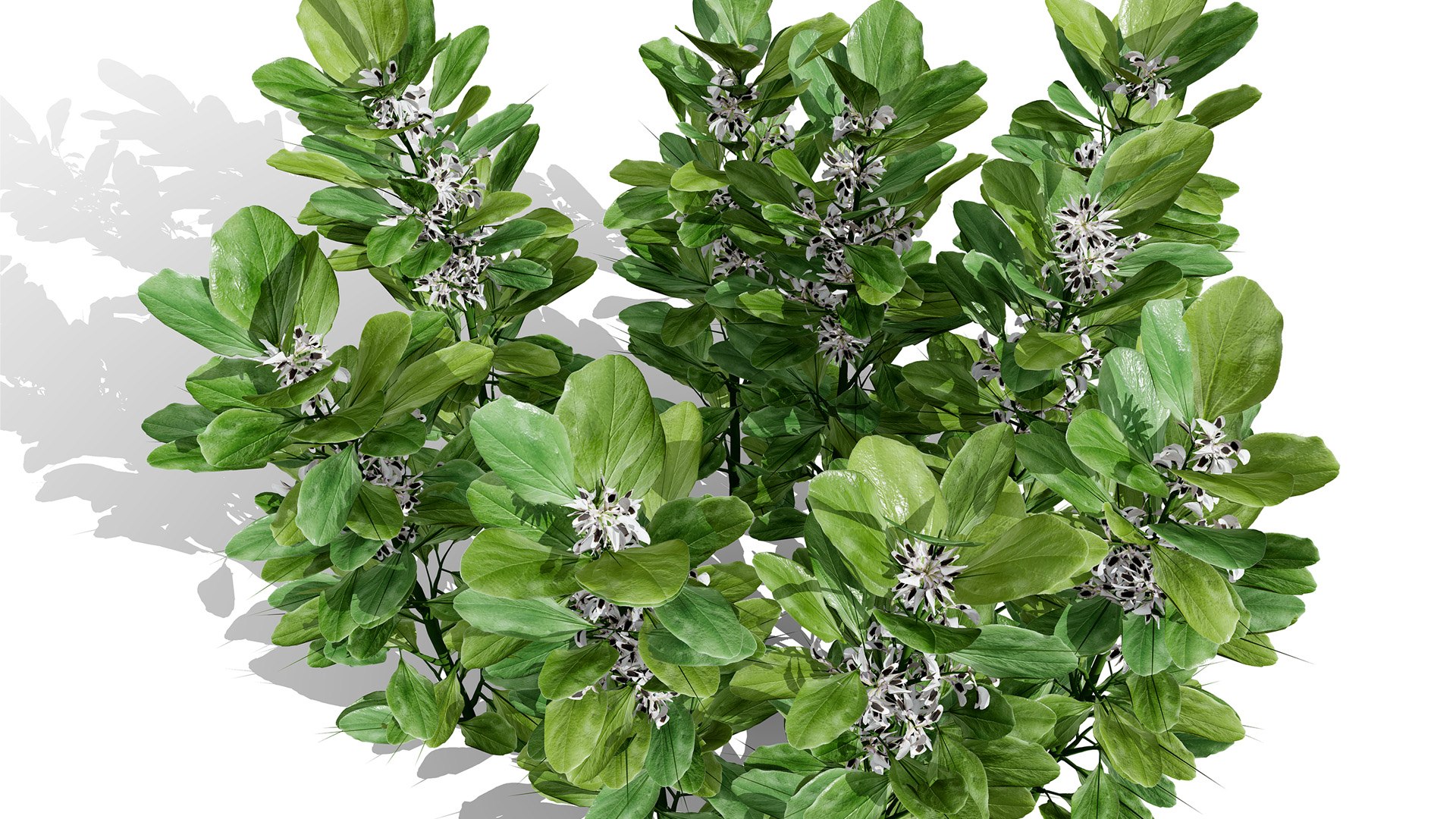 3D Broad Bean Plant Collection 3D Model model https://p.turbosquid.com/ts-thumb/1g/CpXScs/pC/02arabianfloweringfavabeansbroadbeansvegetableplantzs56l/jpg/1771978348/1920x1080/fit_q87/d9a34a3d4f772bb4eace26e23b5ae25e60555bb7/02arabianfloweringfavabeansbroadbeansvegetableplantzs56l.jpg