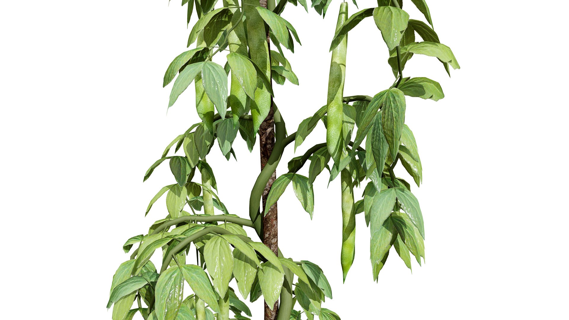 3D Broad Bean Plant Collection 3D Model model https://p.turbosquid.com/ts-thumb/1g/CpXScs/wH/01arabianfavabeansbroadbeansvegetableplantz123l/jpg/1771978346/1920x1080/fit_q87/0dbb56441e625690698a4f3d4861cf7e5c7d24dd/01arabianfavabeansbroadbeansvegetableplantz123l.jpg