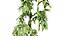 Broad Bean Plant Collection 3D Model