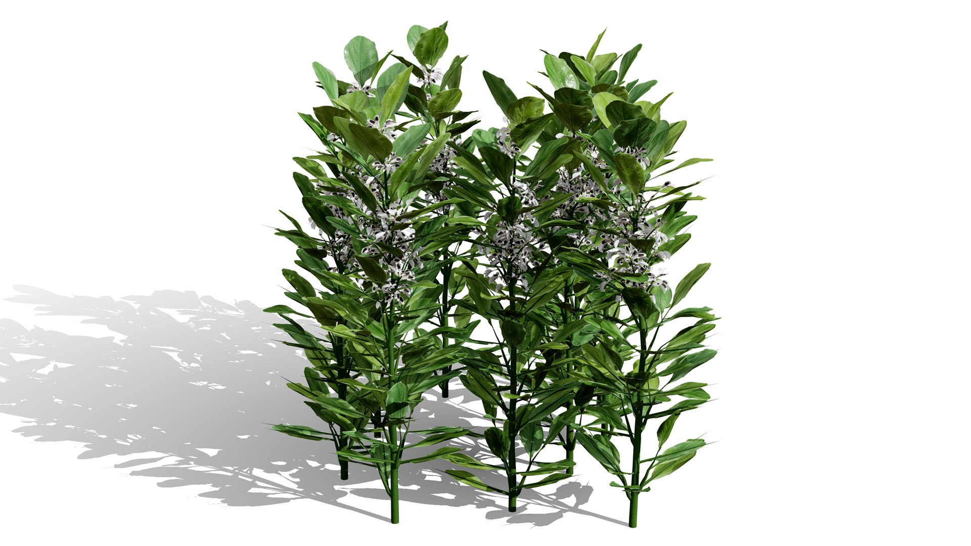 3D Broad Bean Plant Collection 3D Model model https://p.turbosquid.com/ts-thumb/1g/CpXScs/xF/02arabianfloweringfavabeansbroadbeansvegetableplantl/jpg/1771978347/1920x1080/fit_q87/d78c7e4fb539484a7e6fd428502830098f95f8ec/02arabianfloweringfavabeansbroadbeansvegetableplantl.jpg