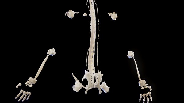 3D model Human Male Ligaments - TurboSquid 2014714