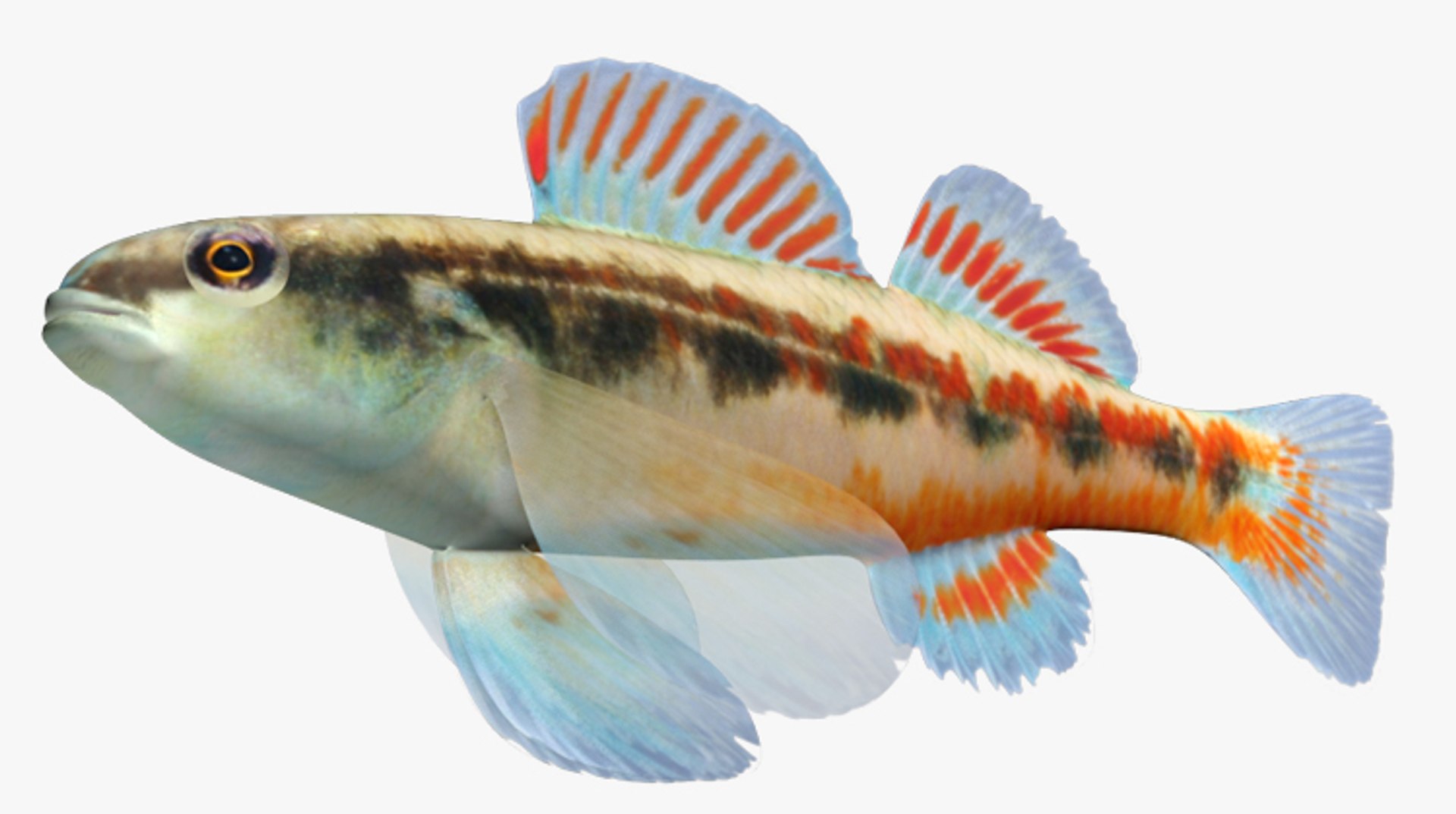 darter fish 3d fbx https://p.turbosquid.com/ts-thumb/1g/Fu3xyO/1pIgQU5n/2/jpg/1453382588/1920x1080/fit_q87/6a7419e9c922214fe8bee7d27dd3bacd8bdda9bb/2.jpg