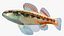 Collezione Darter Fish 4
