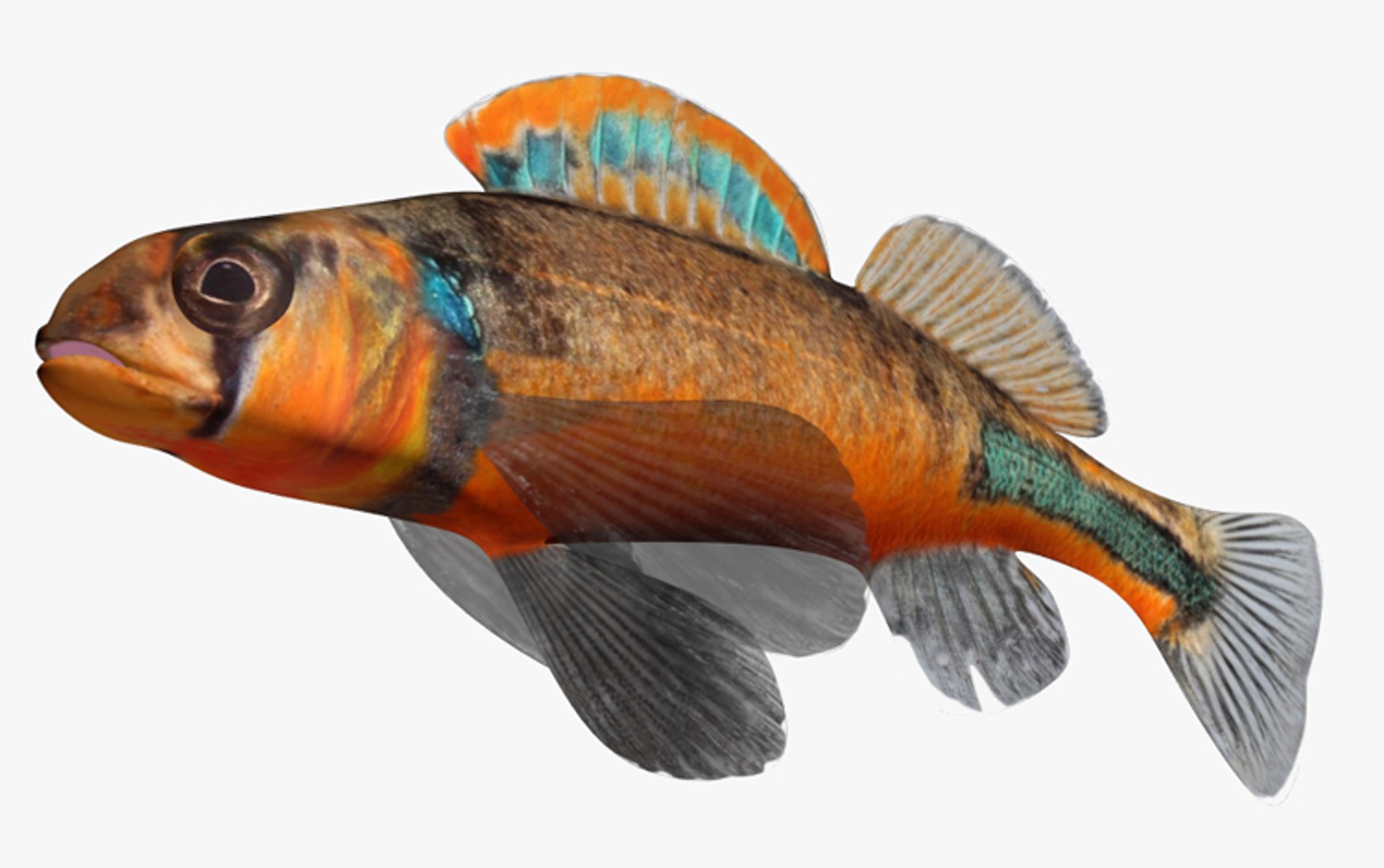 darter fish 3d fbx https://p.turbosquid.com/ts-thumb/1g/Fu3xyO/33RrN5i9/2/jpg/1453382575/1920x1080/fit_q87/7d1f6bc05d6985f421bddc1513b511d17af6f057/2.jpg