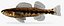 Collezione Darter Fish 4