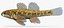 Collezione Darter Fish 4
