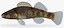 Collezione Darter Fish 4