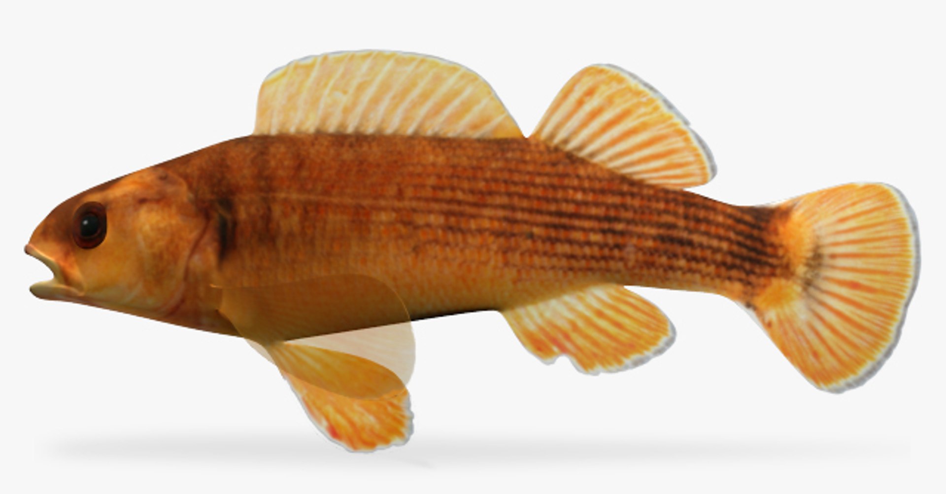 darter fish 3d fbx https://p.turbosquid.com/ts-thumb/1g/Fu3xyO/6yFnRCm5/1/jpg/1453379988/1920x1080/fit_q87/757f00abc982d3d611e7664098b859c98581ceff/1.jpg