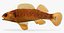 Collezione Darter Fish 4