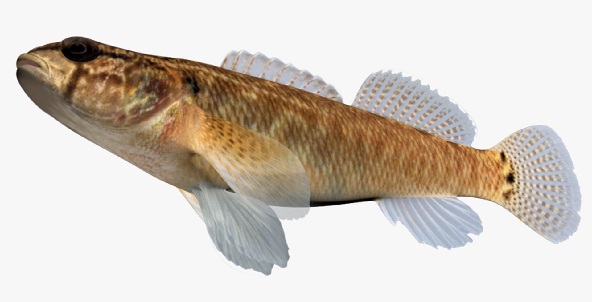 darter fish 3d fbx https://p.turbosquid.com/ts-thumb/1g/Fu3xyO/8OFjCwcx/2/jpg/1453382601/1920x1080/fit_q87/499b6e3071146747df0cf938539da03665ba6de7/2.jpg